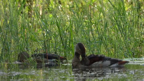 whistling ducks chilling on pond uhd mp4 4k