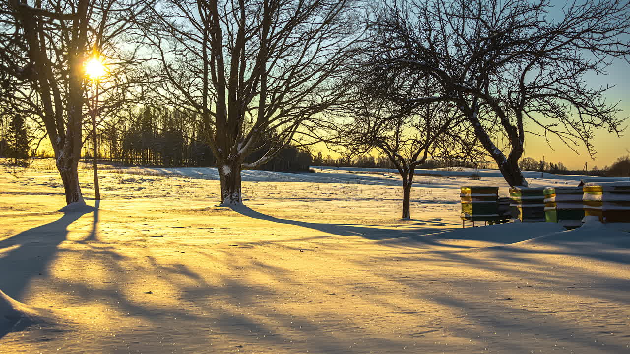숲 나무를 통해 아침 햇빛