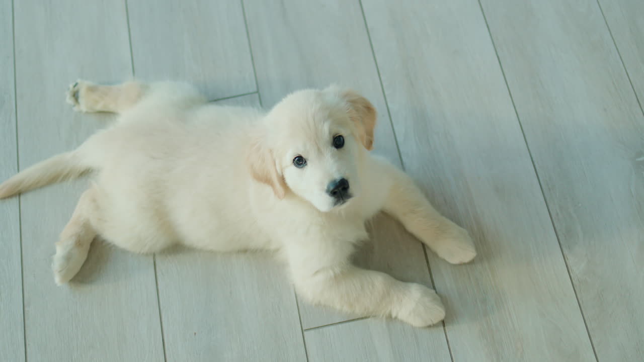 재미있는 골든 리트리버 강아지. 위에서 볼 수 있습니다.