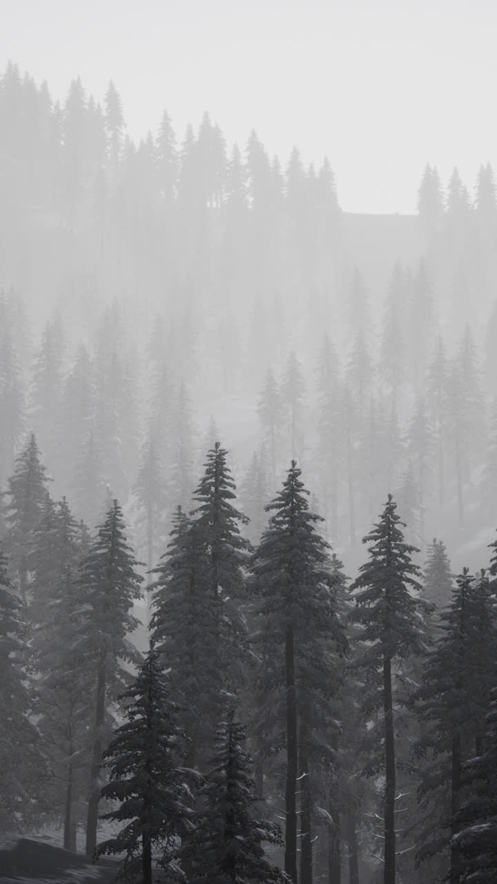 겨울에 안개 숲