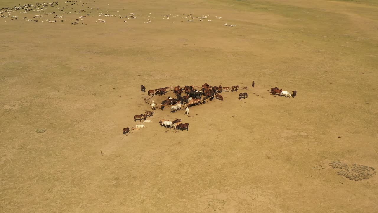 manada de caballos alrededor de una valla con ovejas y un río en la estepa mongol durante el día soleado, vista aérea circular