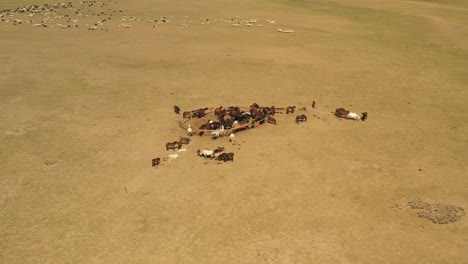 manada de caballos alrededor de una valla con ovejas y un río en la estepa mongol durante el día soleado, vista aérea circular