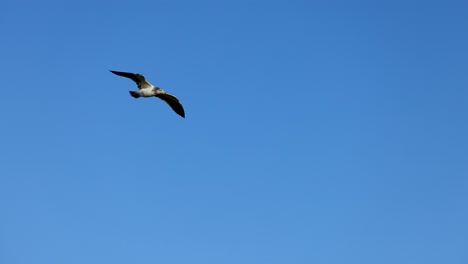 a seagull gracefully flies across a clear blue sky in bellarine, captured in bright daylight with smooth camera movement