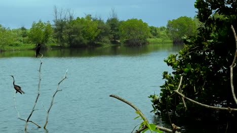 Playas-Tropicales-En-India-Kerala-Con-Cocoteros-Y-Lagos