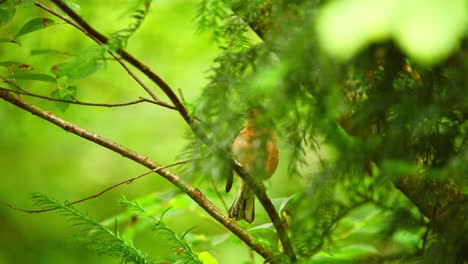 Common-Eurasian-Chaffinch-in-Friesland-Netherlands-in-dense-forest-walks-along-thin-branch-with-tail-feathers-exposed