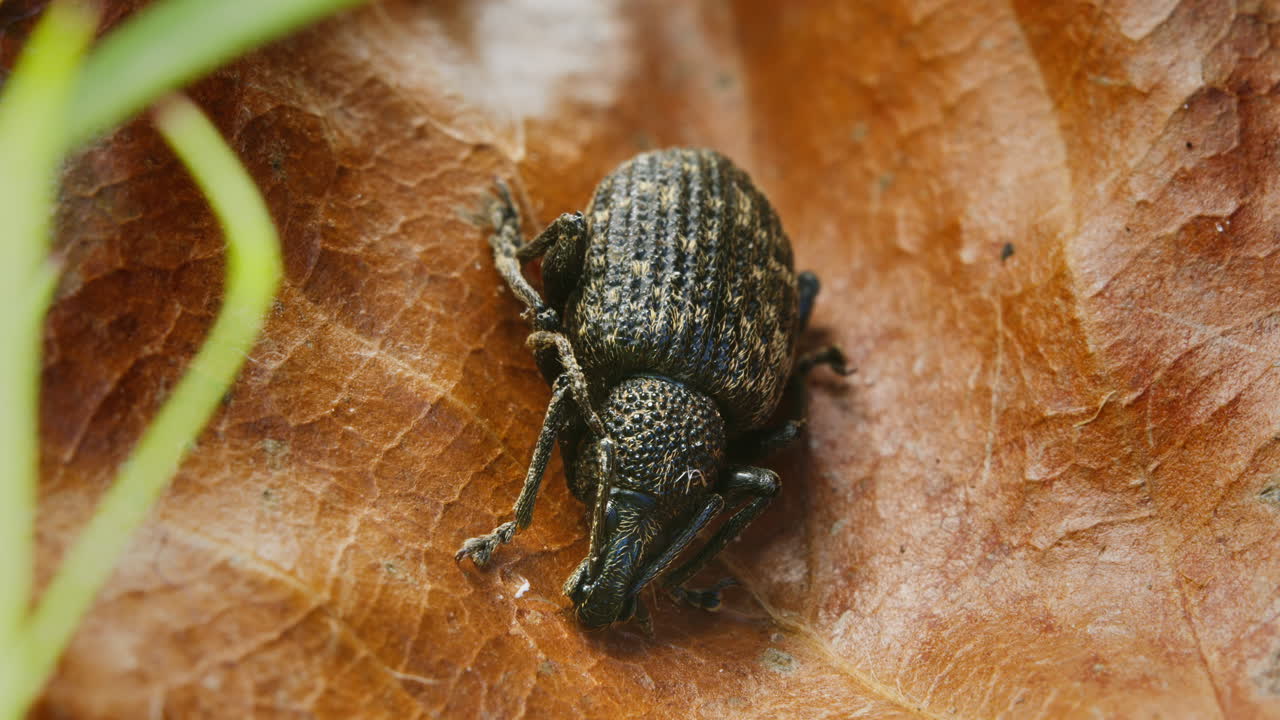 Macro view of Vine weevil, Otiorhynchus sulcatus, on decaying leaf in early autumn.