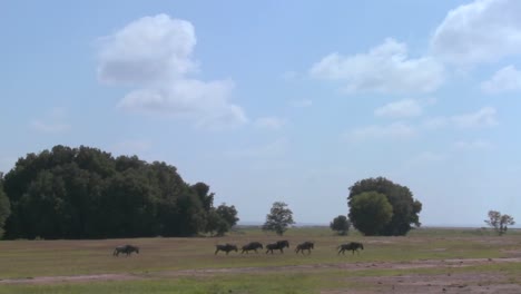 Gnus-Laufen-über-Die-Ebenen-In-Afrika