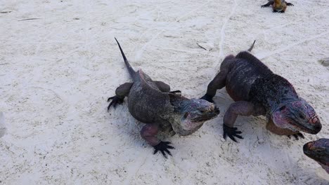 video estático de 2 iguanas de roca del norte de las bahamas cyclura cychlura en una playa de arena en exuma bahamas