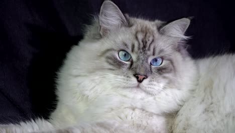 el gato de ojos azules fluffy blanco gracioso monitorea el haz láser