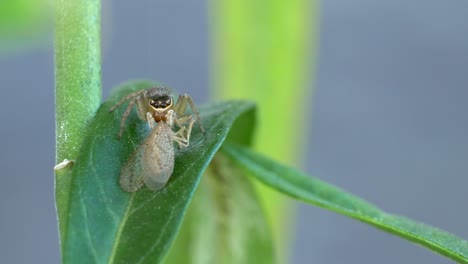 Jumping-Spider-On-Leaf-Catching-Lacewing-As-His-Prey