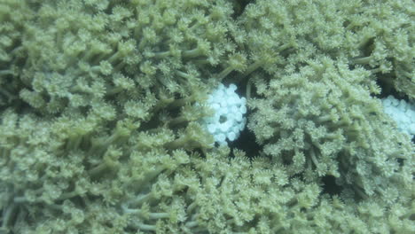 goniopora, a menudo llamado coral maceta, es un género de coral pétreo colonial que se encuentra en el mar rojo es un coral enigmático que ha capturado la fantasía de muchos aficionados a los arrecifes