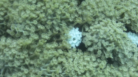 goniopora, often called flowerpot coral, is a genus of colonial stony coral found in the red sea are an enigmatic coral that has captured the fancy of many a reef hobbyist