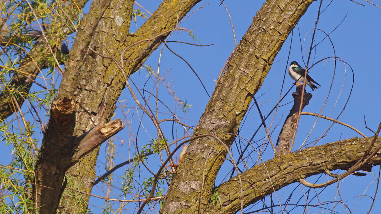Graceful flight patterns of a purple martin revealed in extreme slow motion.