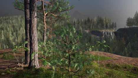 forest landscape with pine trees