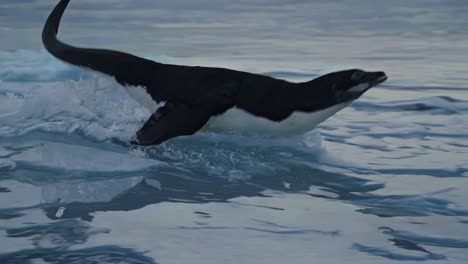 adelie penguin diving in antarctic ice