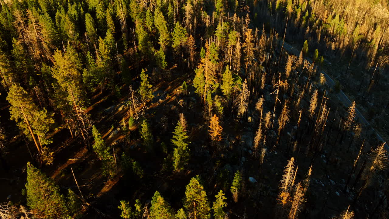 Burnt Forest Aerial View
