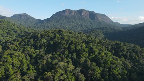 aerial view of dense green jungle in rural guayana