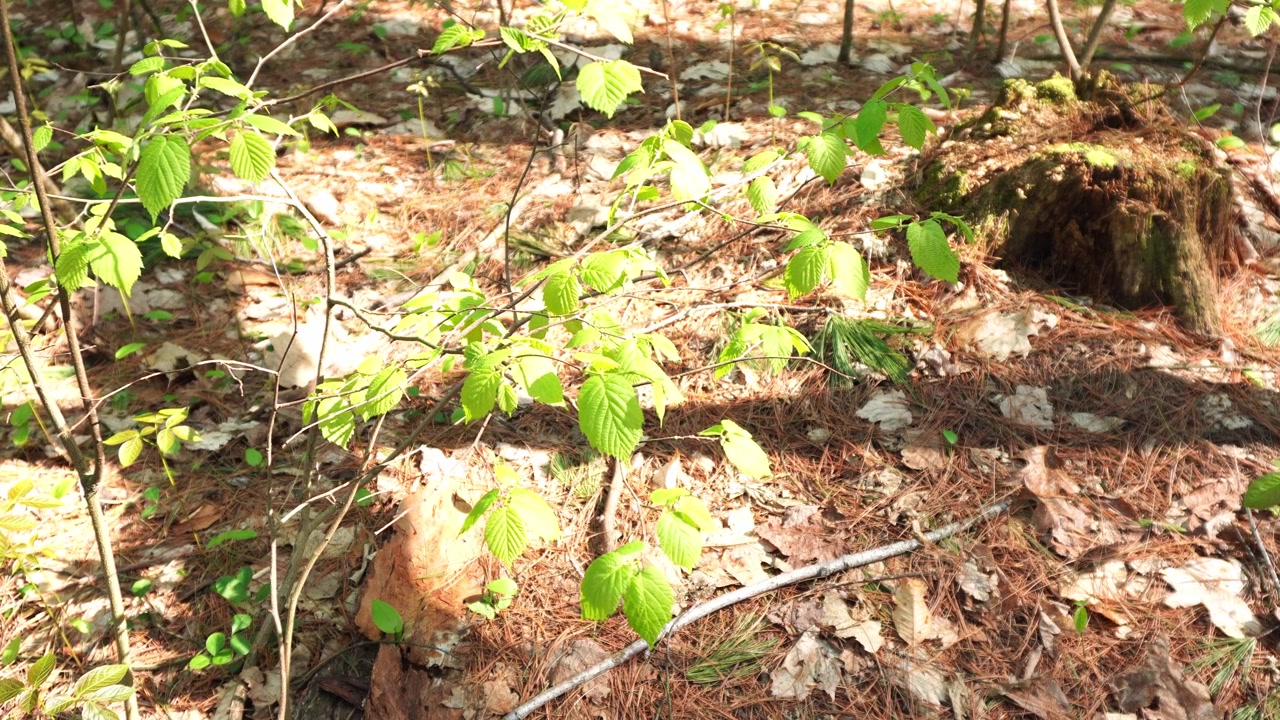 Giovani alberelli decidui con foglie di un verde brillante crescono su un suolo forestale coperto da aghi di pino marroni e fogliame autunnale secco sotto la luce solare screziata.
