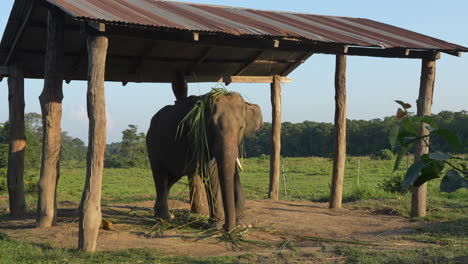 a domestic elephant tied to a post with a chain under a roof