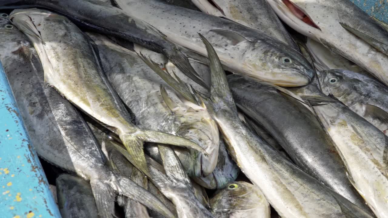 de mano de pescado recién capturado en el barco. primer plano