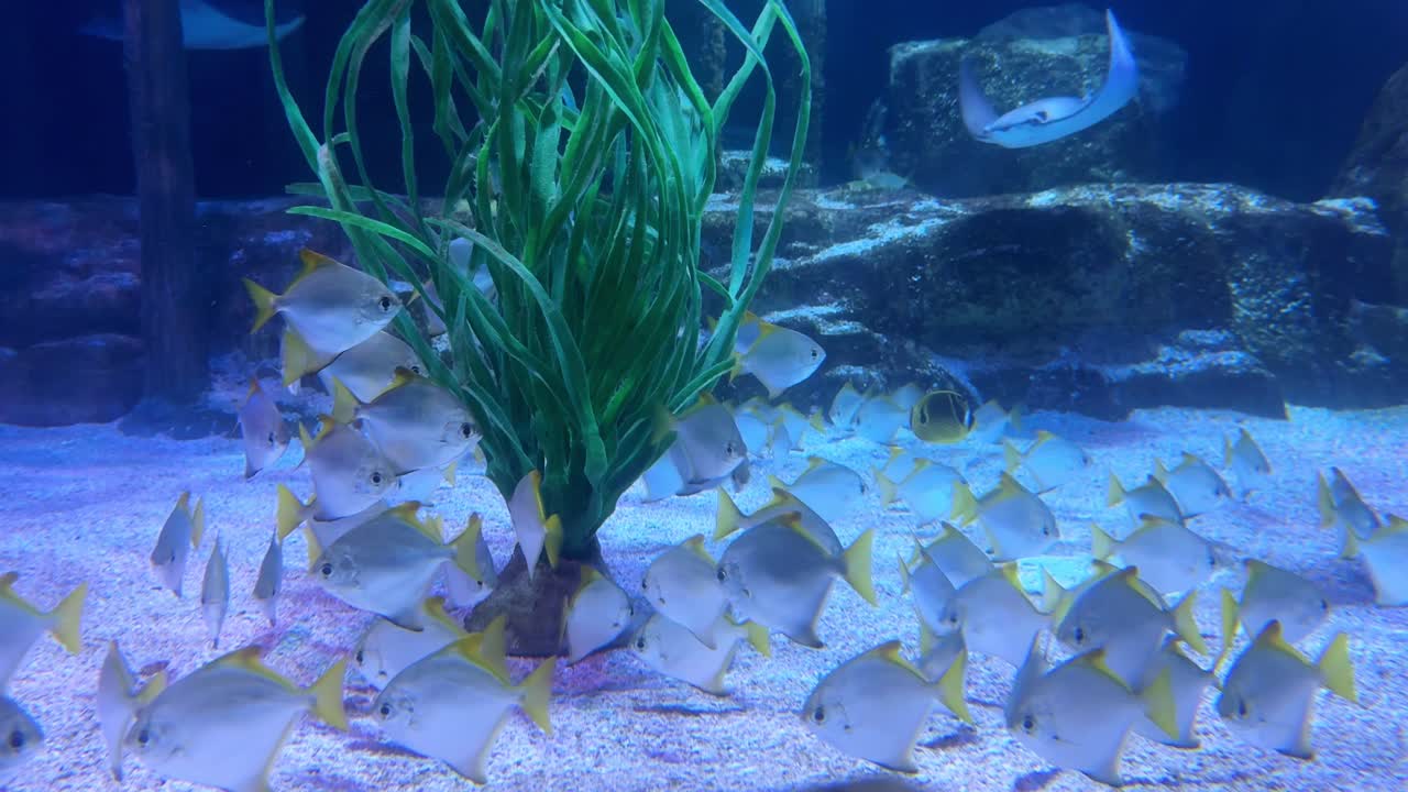 수족관 의 물고기 무리