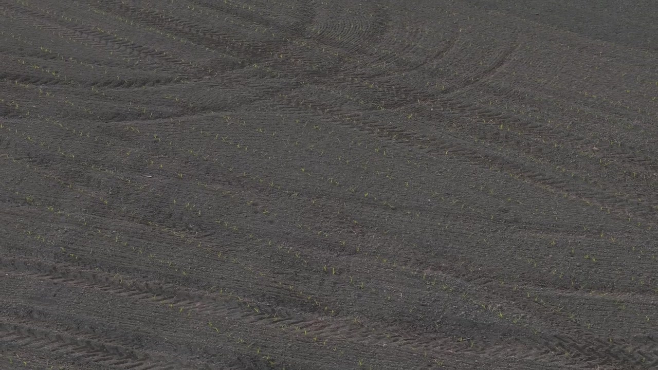 Newly emerged row crops grow in evenly spaced planting rows across cultivated farmland in the Po Valley, Northern Italy, showing precision seeding and tractor wheel tracks, drone orbit