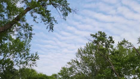 a serene view of wavy cloud formations framed by lush green trees