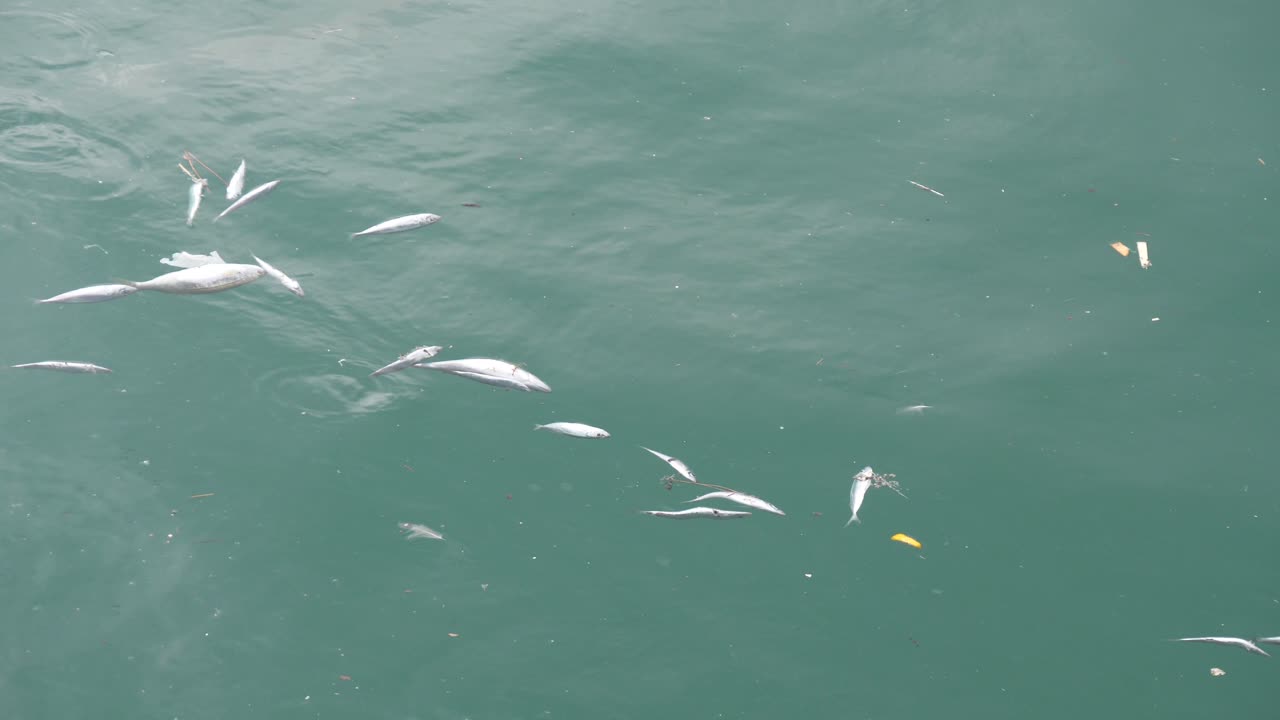떠다니는 죽은 물고기