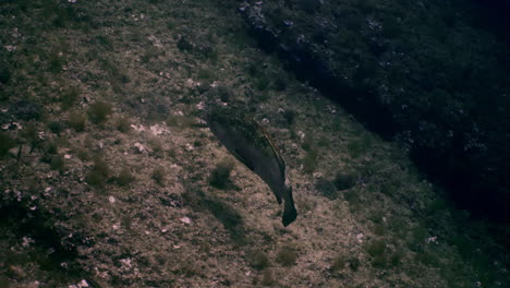 Zackenbarsche-Schwimmen-Zwischen-Felsen-Im-Mittelmeer