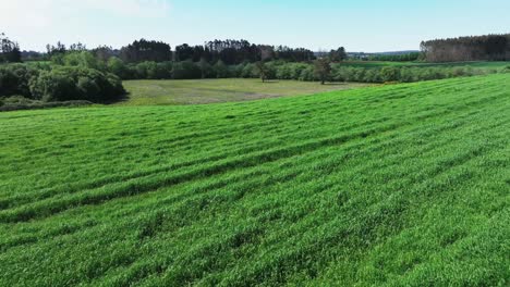 spring verdant nature in the rural plains during daytime