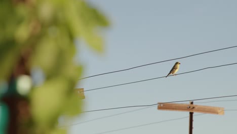 a single bird sits perched on a wire above lush green vineyard vines during a sunny day