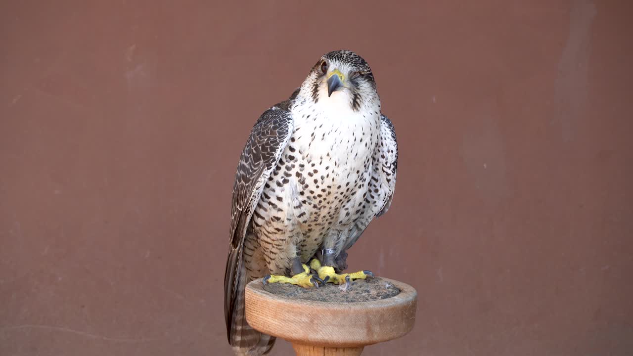 (saqr) halcón (falco cherrug) mezcla híbrida de cabeza disparada muy de cerca. falconería o mantener halcones y competir con ellos en el medio oriente.