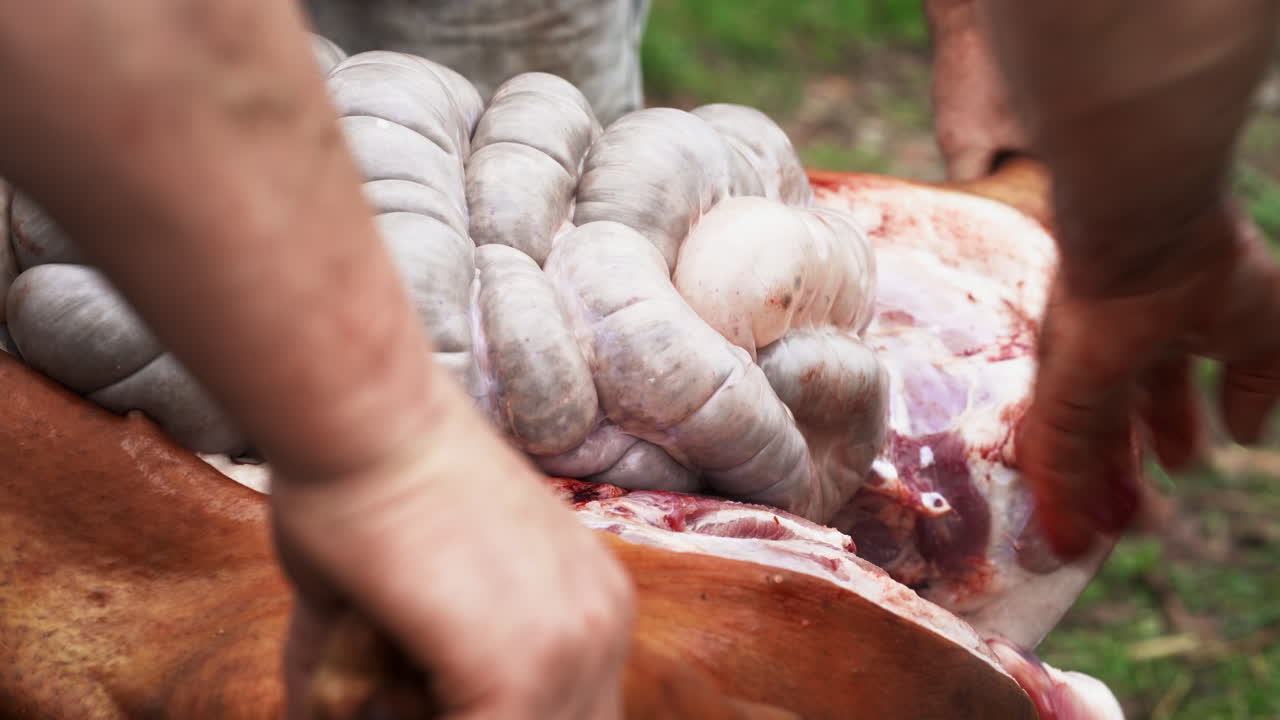 정육점이 열리고 신선한 도살된 돼지의 내장을 제거하려고 합니다 - 닫습니다