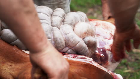 butcher opening and trying to remove the intestines of fresh butchered hog - close up
