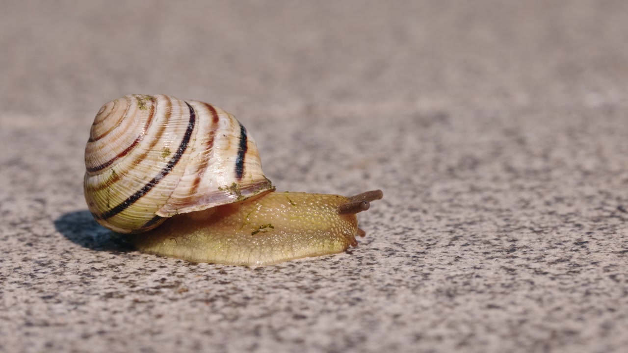Side View of Striped Land Snail Crawling Across Rough Pavement