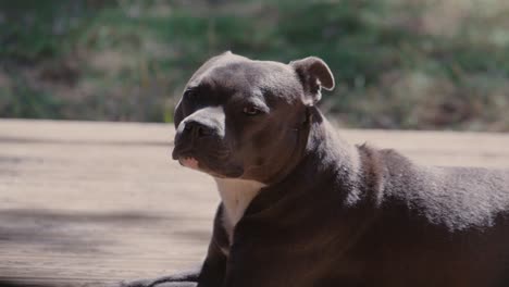 Relaxed-Staffordshire-Bull-Terrier-Lying-on-Wooden-Deck,-Slow-Motion