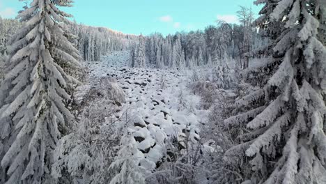 Frozen-forest,-snow-covered-spruce-and-pine-trees