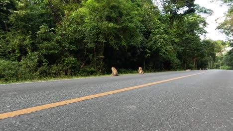 monkeys move across road into dense forest