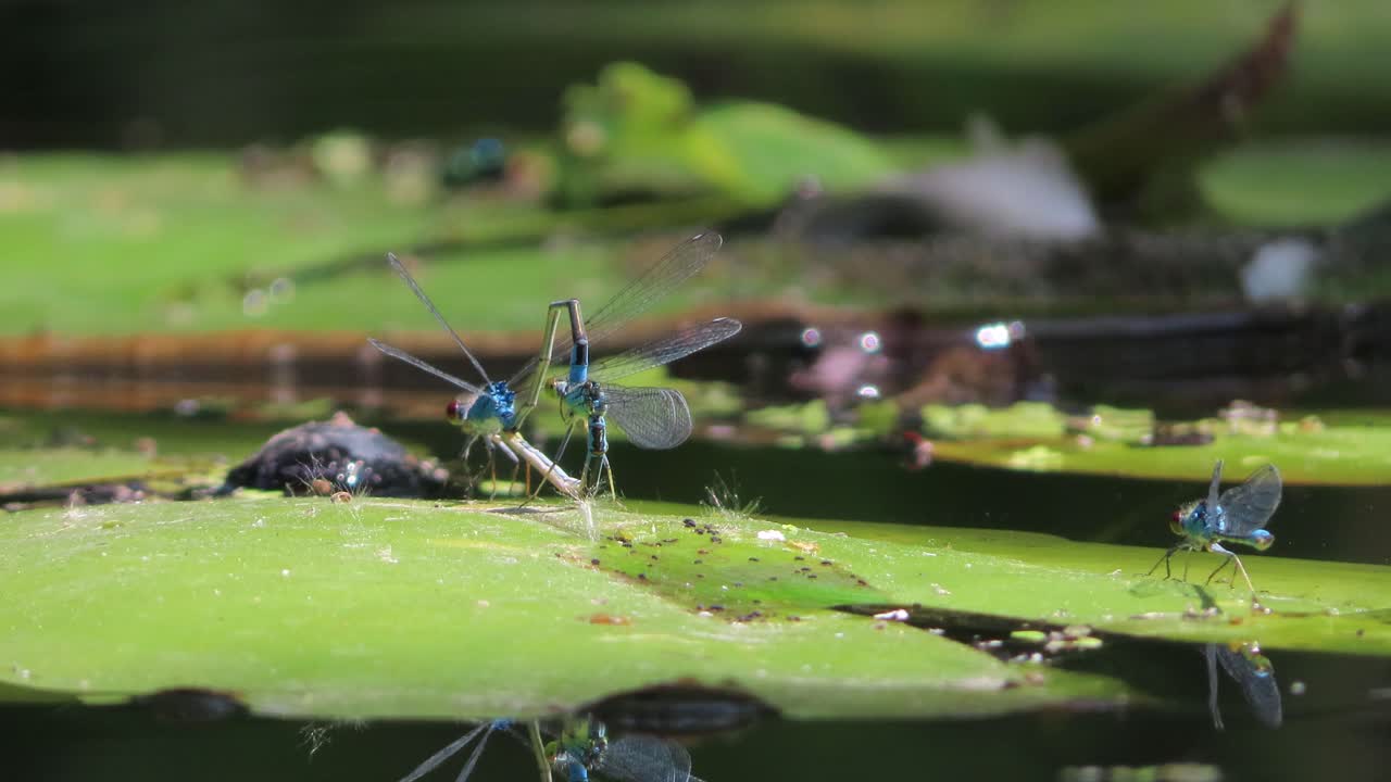 alas oscuras sobre una hoja verde en un lago copulando juntas y otras libélulas volando alrededor de ellas