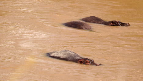 hippos taking bath in the river at masai mara national park, kenya, africa