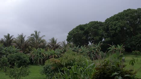 pouring rain on a typical rainy day on big island hawaii usa with palm trees banana trees and grey clouds