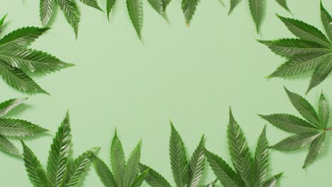 video de hojas y brotes de marihuana sobre un fondo verde