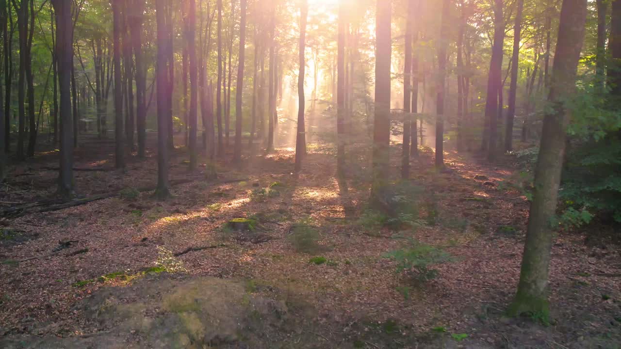 árboles de bosque de naturaleza pacífica con sol filtrándose a través de hojas, hacia adelante