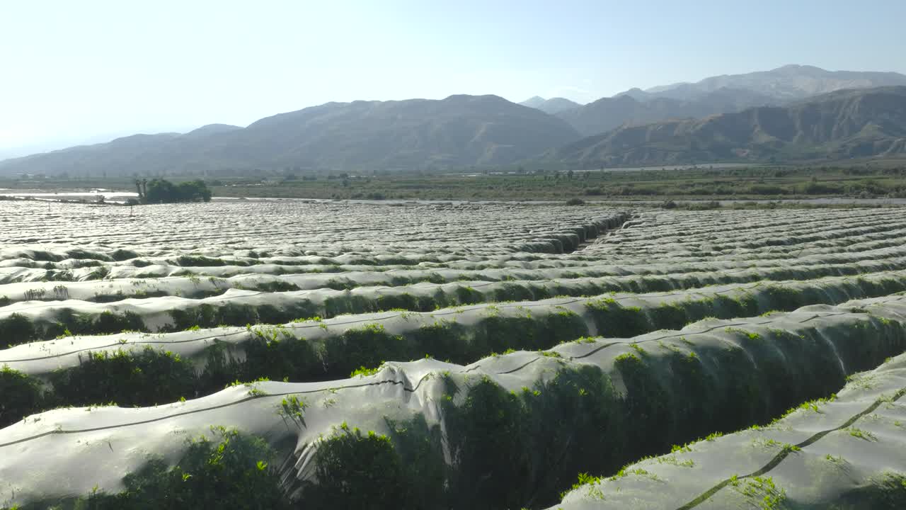 movimiento aéreo hacia adelante sobre un enorme nido de naranjos en un día de verano