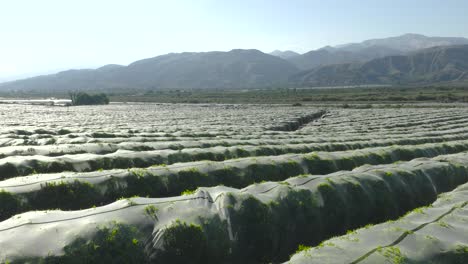 aerial move forward over a massive netted orange tree grove on a summer day