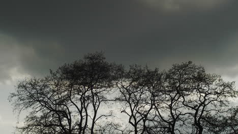 Nubes-Negras-De-Tormenta-Sobre-Los-árboles