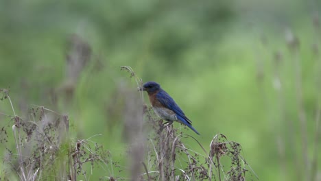 eastern bluebird perched on grass