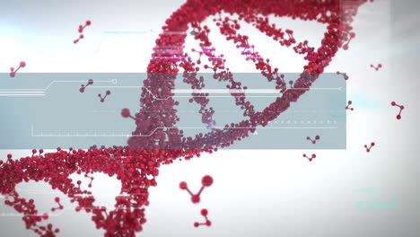 Animación-De-La-Cadena-De-ADN-Y-Procesamiento-De-Datos-Sobre-Fondo-Blanco.