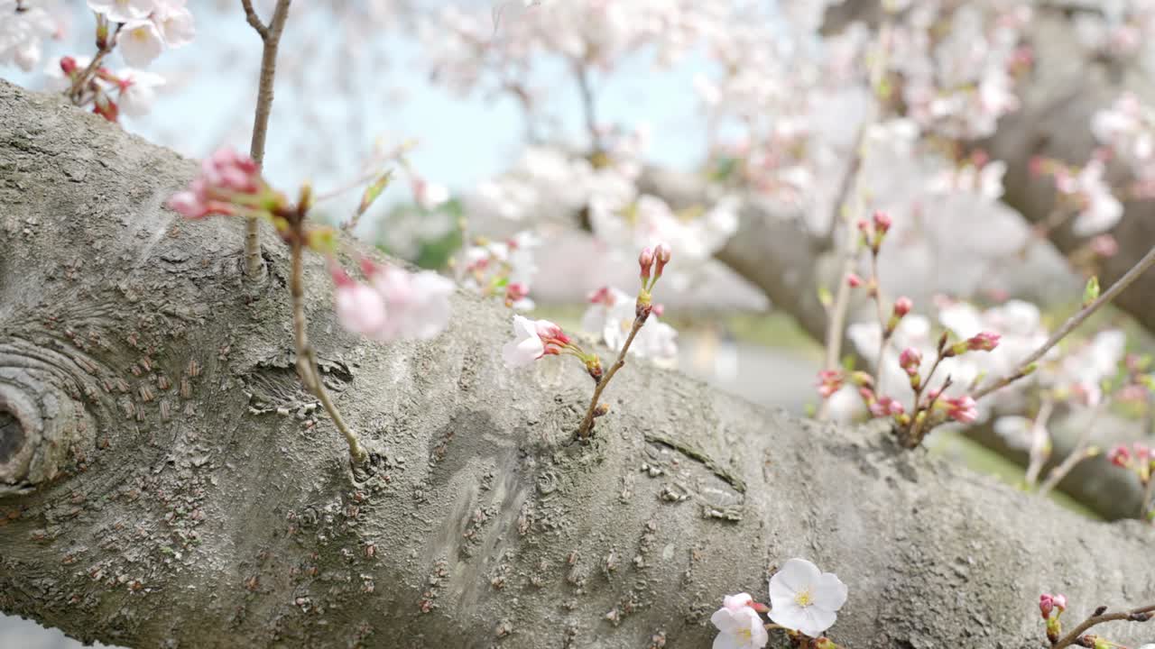 꽃이 피는 요시노 체리 나무