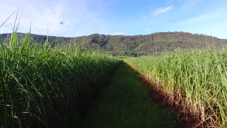 flying through sugarcane fields